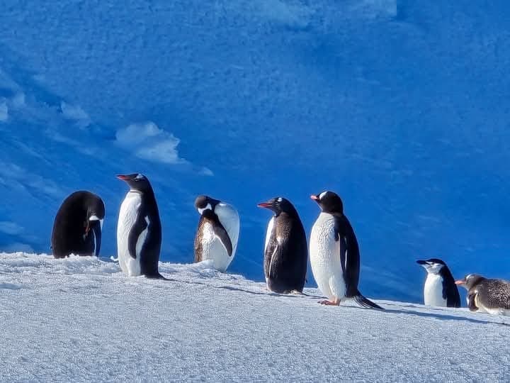 Antarctica - Opulent Decor and Events