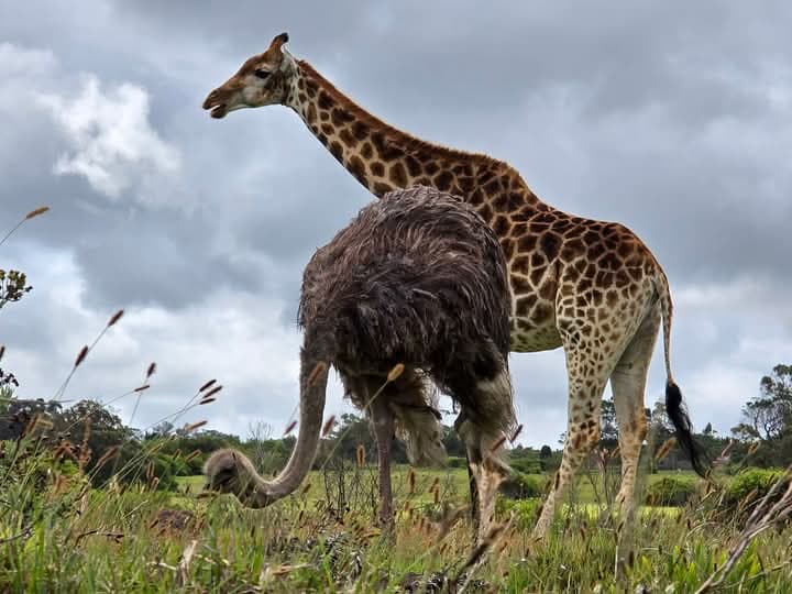 Maasai Mara - Opulent Decor and Events