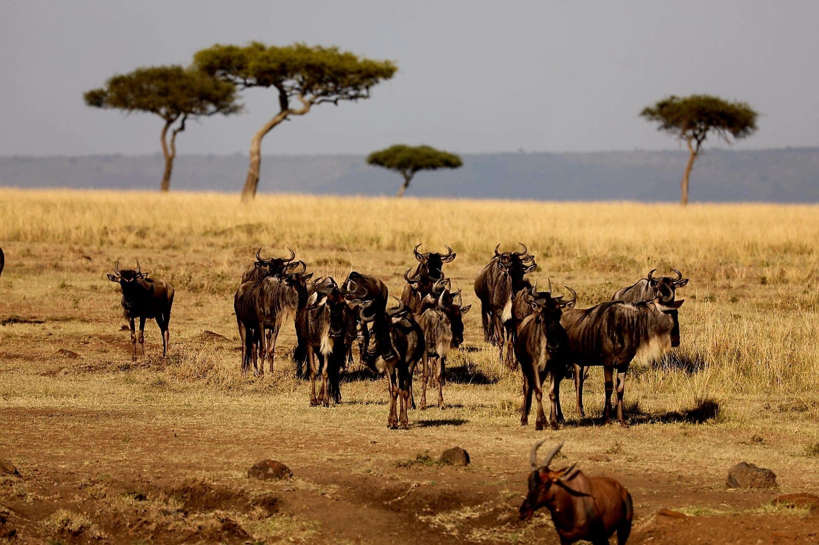 Maasai Mara