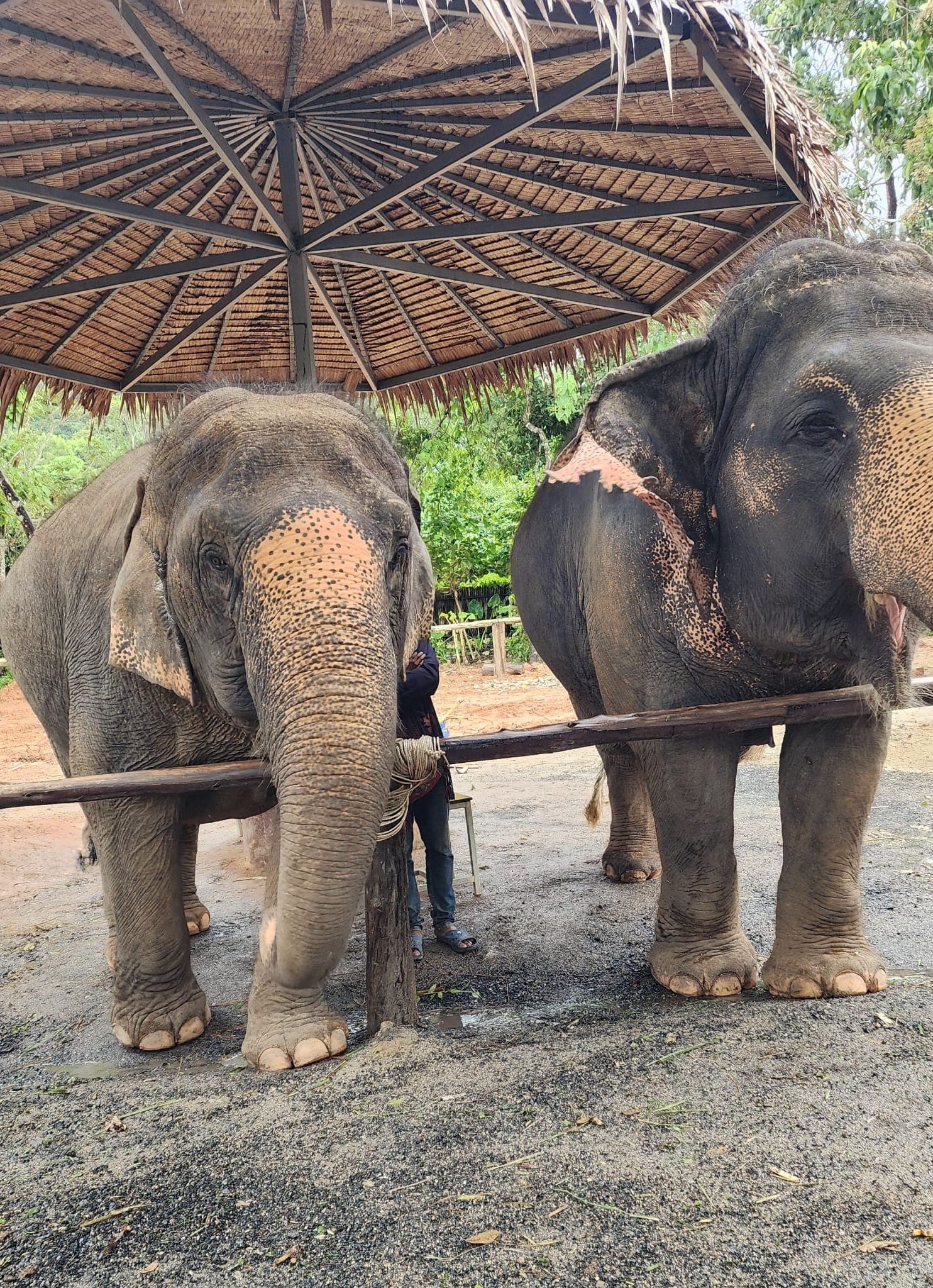 Thailand Elephant Sanctuary View 3