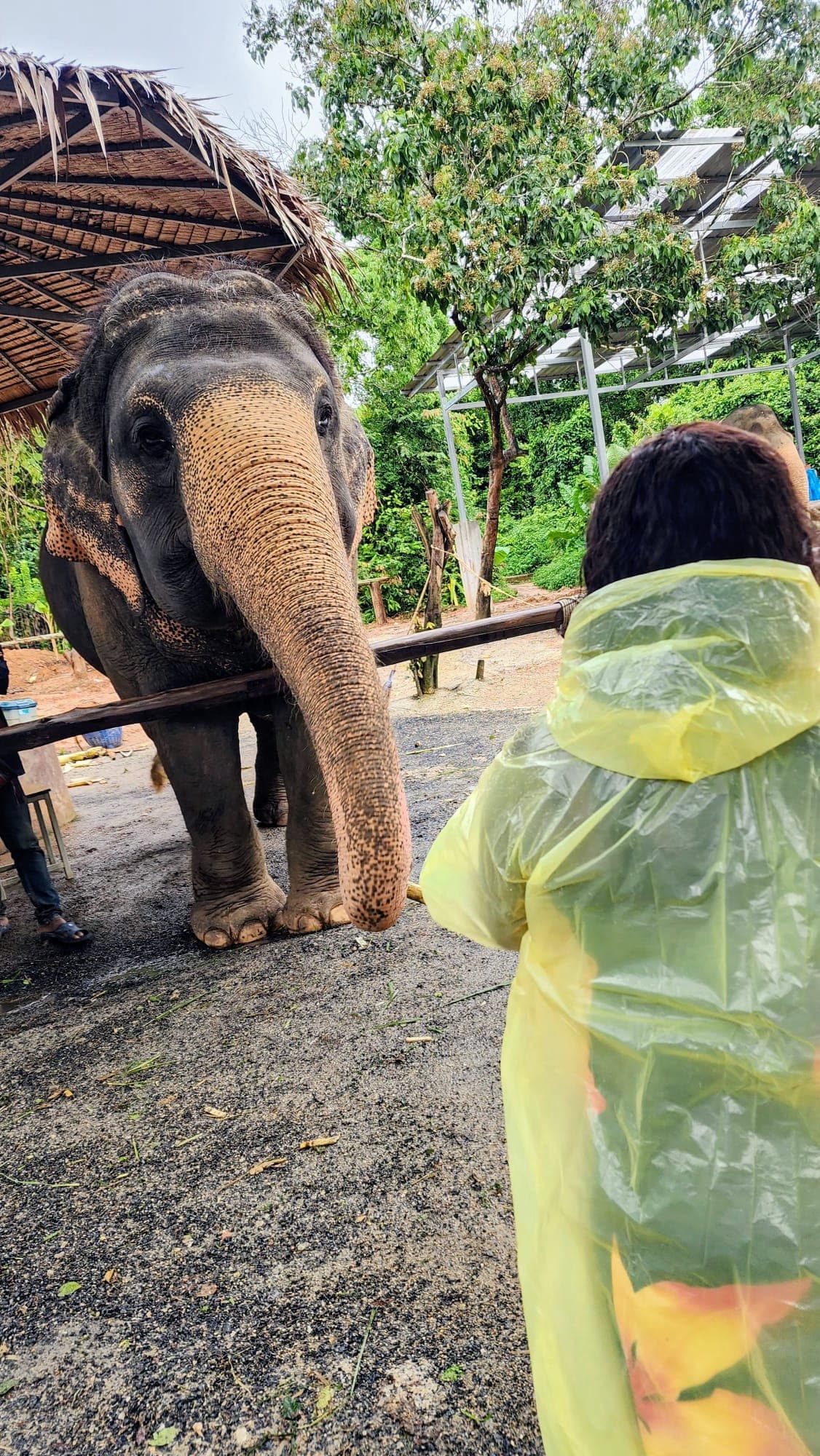 Thailand Elephant Sanctuary View 2